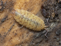 Porcellionidae