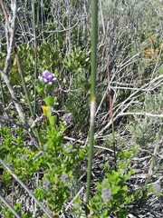 Psoralea bracteolata