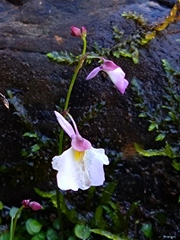Utricularia striatula