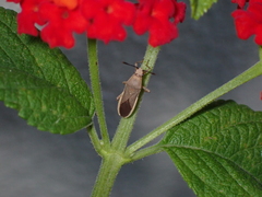 Catorhintha selector