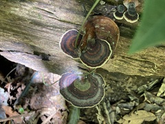 Microporus