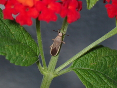 Catorhintha selector