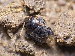 Melanaethus spinolae