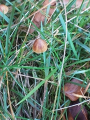Mycena aurantiomarginata