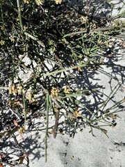 Thesium spicatum