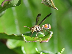 Ropalidia flavobrunnea