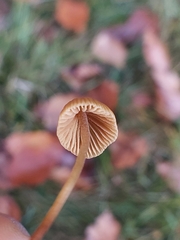 Mycena aurantiomarginata