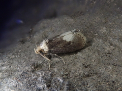 Naryciodes posticalis