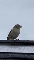Passer domesticus
