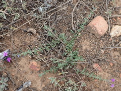 Jamesbrittenia tenuifolia
