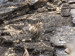 Linyphiidae