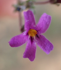 Jamesbrittenia tenuifolia