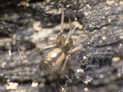 Linyphiidae
