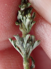 Jamesbrittenia tenuifolia