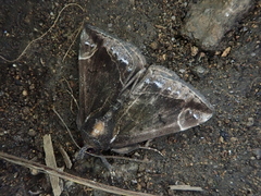 Bomolocha nigrobasalis