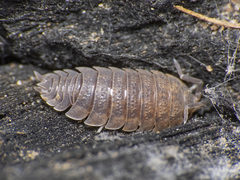 Porcellio scaber