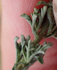 Jamesbrittenia tenuifolia