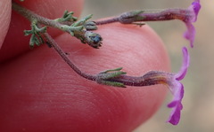 Jamesbrittenia tenuifolia