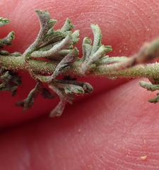 Jamesbrittenia tenuifolia