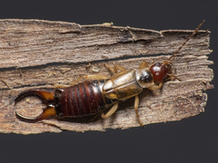 Forficula auricularia