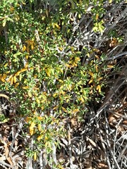 Tetragonia fruticosa