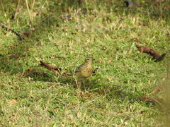 Anthus godlewskii