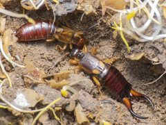 Forficula auricularia