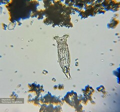 Philodinidae