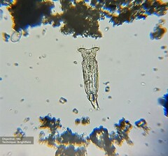 Philodinidae