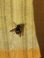 Sericomyia