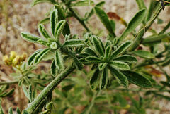 Eschenbachia stricta