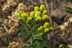 Eschenbachia stricta