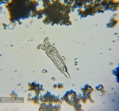 Philodinidae