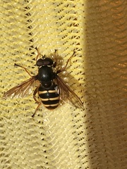Sericomyia
