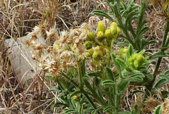 Eschenbachia stricta