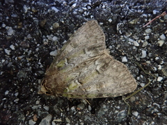 Polyphaenis subviridis