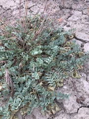 Astragalus iodanthus