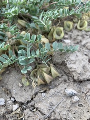 Astragalus iodanthus