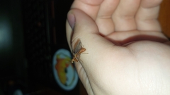 Spaminta minjerribae