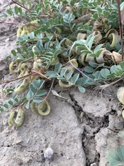 Astragalus iodanthus