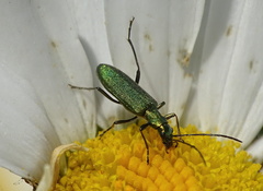 Chrysanthia viridissima