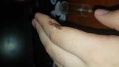 Spaminta minjerribae