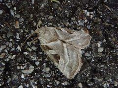 Eucarta virgo
