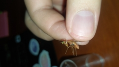 Spaminta minjerribae