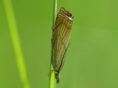 Chrysoteuchia culmella