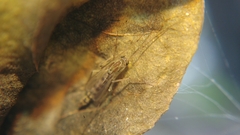 Chironomidae