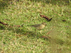 Anthus godlewskii
