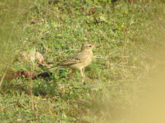 Anthus godlewskii