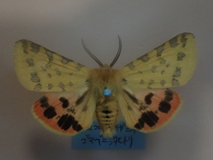 Diacrisia purpurata