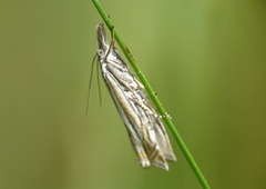 Crambus lathoniellus